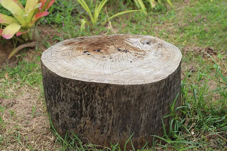 Tree Stump Grinding