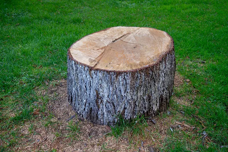 Tree Stump Grinding