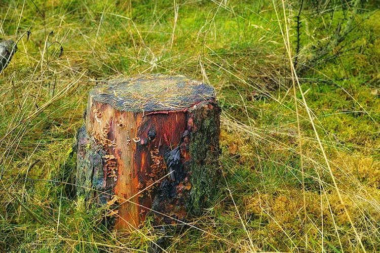 Tree Stump Grinding